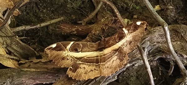 2025/08/09_赤柯山+東獅頭山步道2856292
