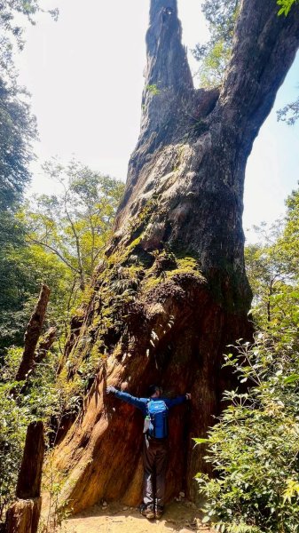 🌈3/15（日）北得拉曼神木+內鳥嘴山✨FB：熊熊趴爬走🌈3016850