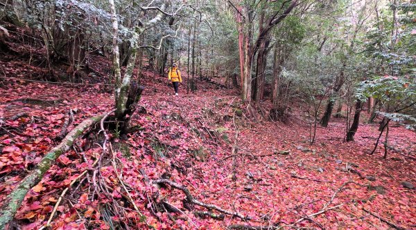 環繞在楓紅巨木和滿山翠綠的鞍馬山及大雪山小神木森林步道的悠哉山行記封面