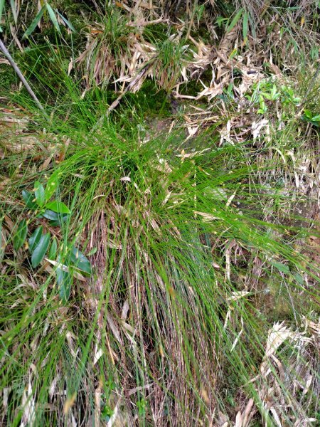 稍來小雪山國家步道、船型山、鞍馬山、鞍馬山東北峰、天池、雪山神木2799751