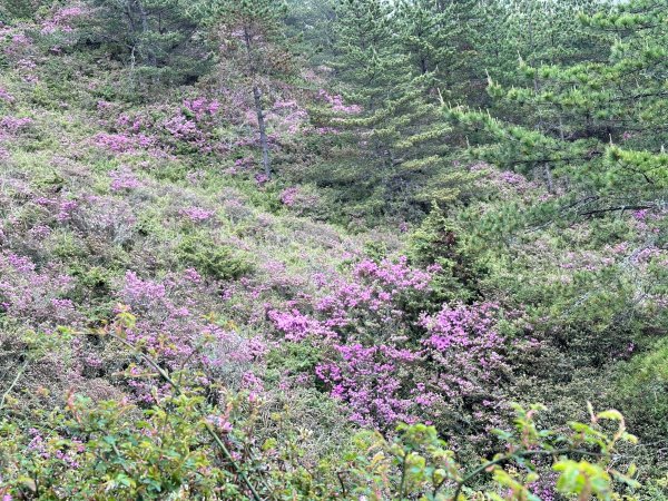 風雨中完成合歡北峰登頂2515344