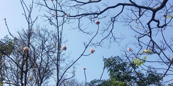 基隆國家新城樂利山，國寶鐘萼木開花惹1281524