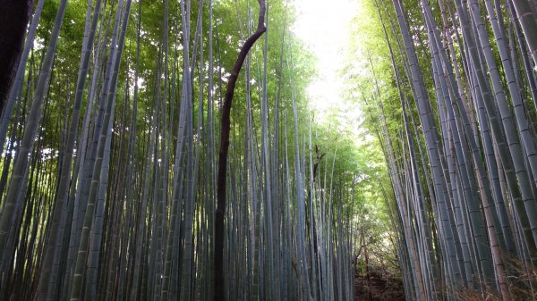 日本京都嵐山652066