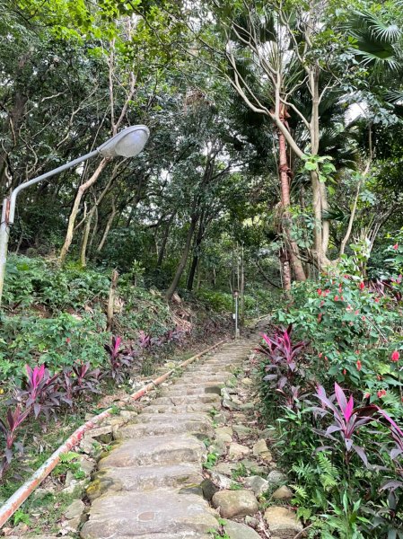 楓樹河濱公園紫色蒜香藤&泰山健行1532329