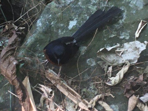 坎頭山、獅尾嶺、山河嶺2005584