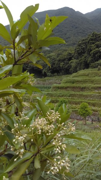 【臺北大縱走2】頂湖和竹子湖賞繡球花海芋981861