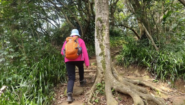 (姨婆趴趴走)第五十集:新北樹林大同山、青龍嶺、大棟山諸峰連走2751612