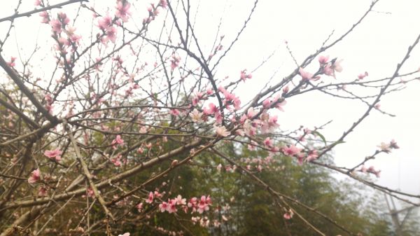 嘉南雲峰、石壁山101611