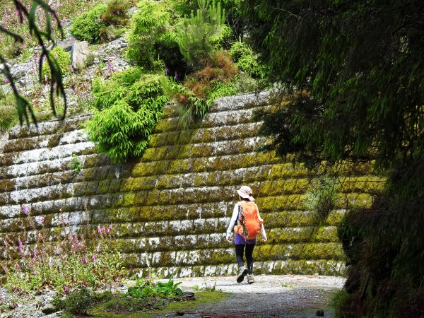 塔塔加楠梓仙溪林道 202506222827096