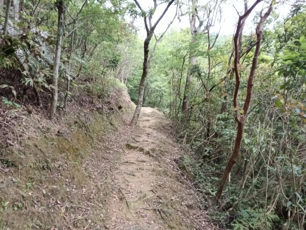 平溪區淡蘭山徑-平湖西步道+內平林山+東步道O型2769916