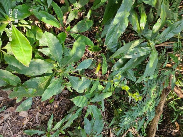 20251216太平山石門山小粗坑山O型+蕃薯藤TINA廚房2972586