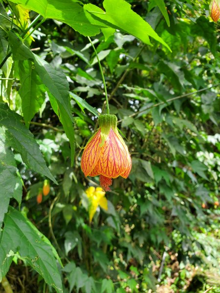 【嘉義 | 獨立山走大籠頂】1112266