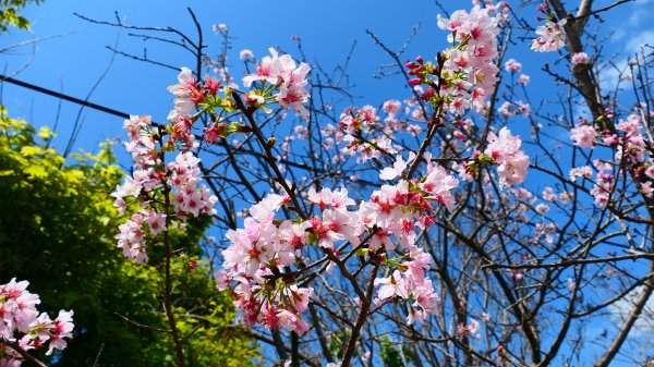 十八份拐圳,陽峰古道,花鐘3017682