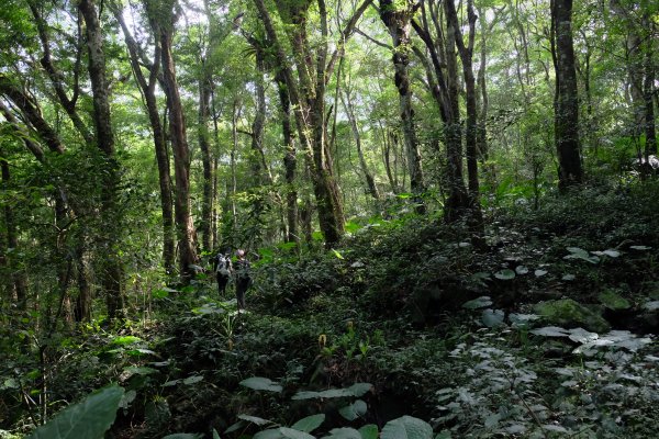 新竹尖石鄉 煤源社區上李棟山、大混山出凌空廊道2550504