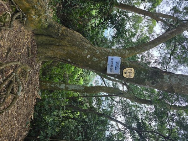 台中大坑頭嵙山（大冠鷲／木蜂／五色鳥／血藤花／鳳凰花）2796618