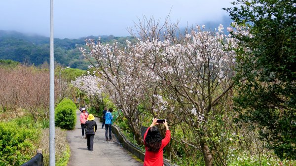 《蝶戀花・賞墨染櫻》2716462