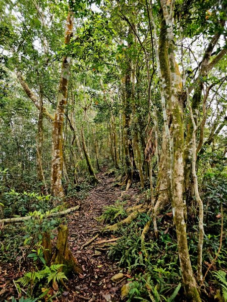 藤枝山-小百岳#68-高雄市桃源區2750323