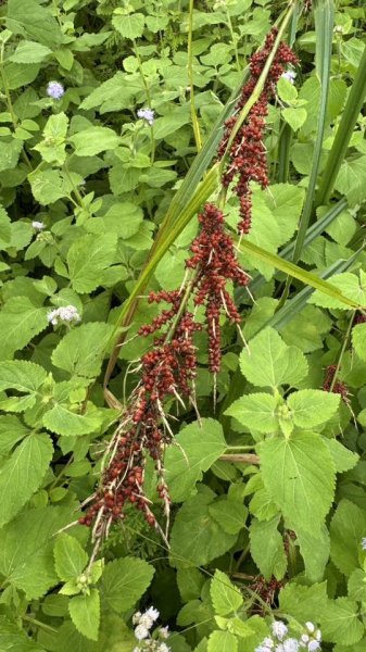 20260204小百岳初音山2994913