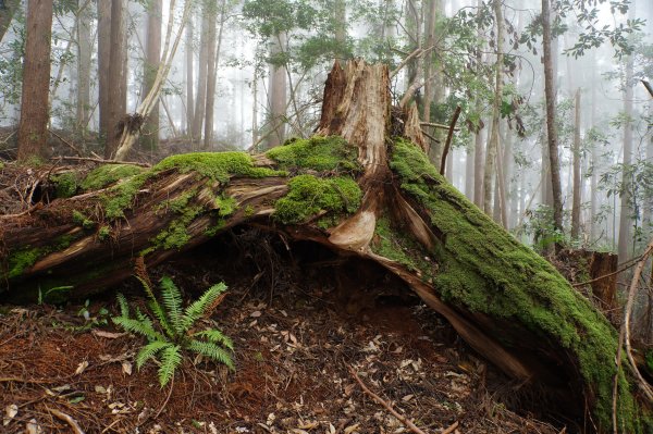 台中 和平 南松鶴山、八仙山、東松鶴山2877991