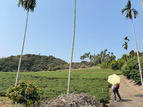 草尾嶺血藤滿山開3019002