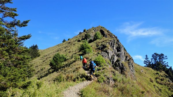 穿梭叢林桃山瞻仰巨木的殿堂桃山神木之行1656666