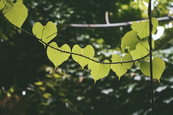 劍潭山 老地方2669521