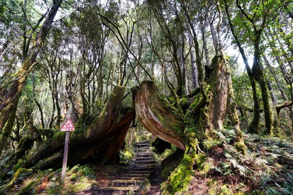 宜蘭大同鄉 檜木原始林&鐵杉林自然步道封面
