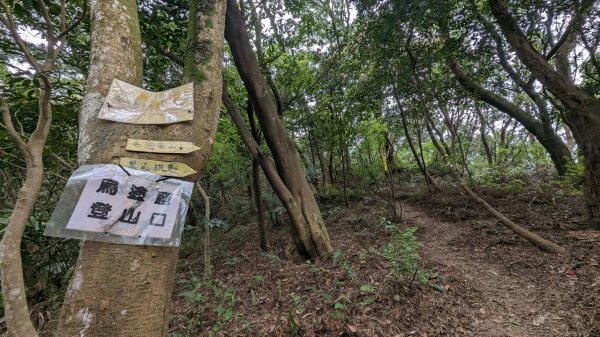 112.04.04王公坑山-烏塗窟山之開滿血藤花2120581