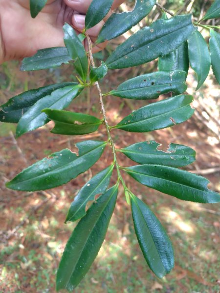 巒安堂、西巒大山2931652