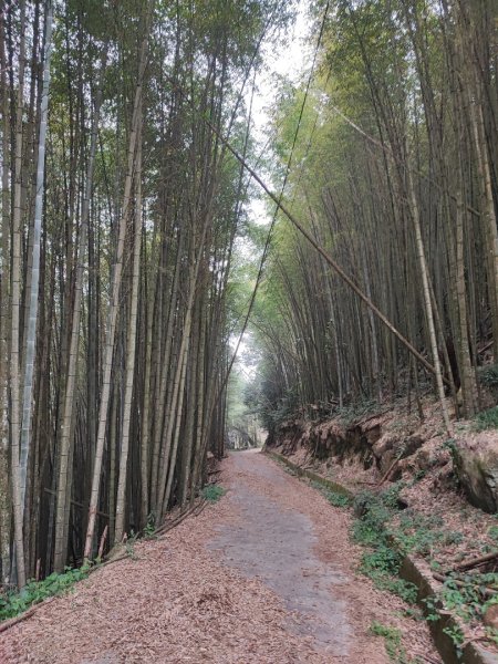 奮起湖大凍山-小百岳#60-嘉義縣竹崎鄉2441022