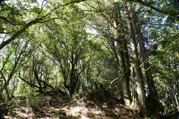 新竹 尖石 屯野生台山、石麻達山、錦屏山2904293