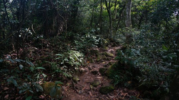 溪洲山 新溪洲山 石門水庫連走1304268