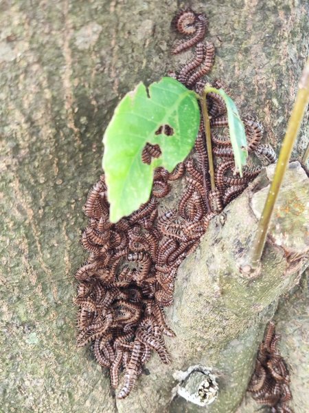福源山步道-鶯歌大榕樹平台2847768