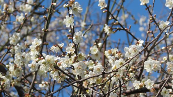 《台中》落雨松季｜石岡挑物古道O繞下情人木橋202501122687633