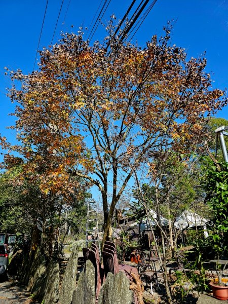 德文山步道(觀望山)-2024屏步青雲 尋寶任務2681810