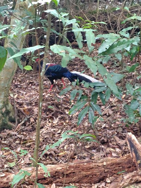 長壽山、肥崠山、醜崠山、大崠山、大崠山經建版2931601