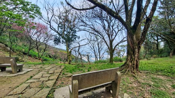 20240308汐止大尖山步道-四分尾山-耳空龜山2448637