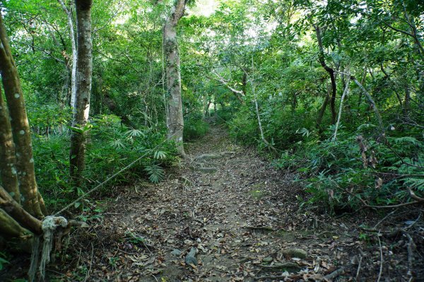 宜蘭 南澳 澳花山2881278