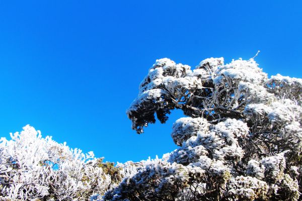 玉山  風雪後 , 另一番美景 !224486