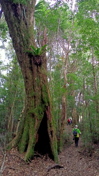 塔曼山：新北市第一高峰之樹的國度1860948