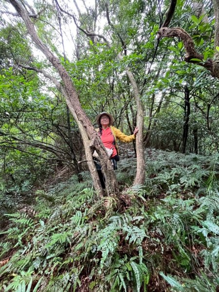 關西大東坑山/草長難過  順訪東安古橋2930521