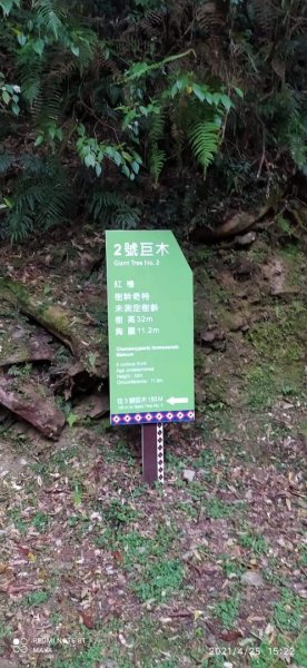 塔曼山越嶺達觀山連走拉拉山巨木群 - 神木巨木之旅1363262