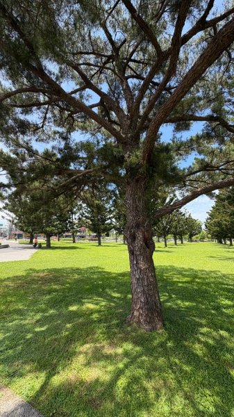 綠衫林公園2800895