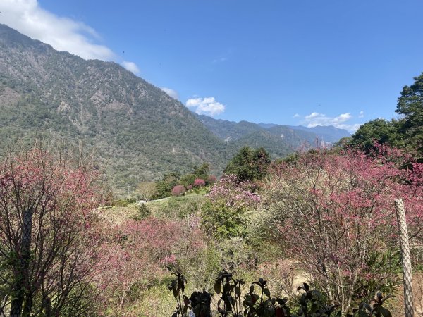 唐麻丹山3059700