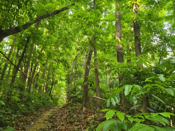 2025-04-21 茶頂山桃花心木步道2767817
