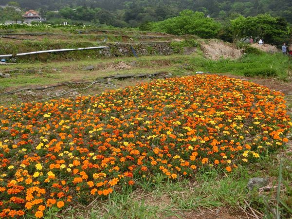 竹子湖海芋季300790