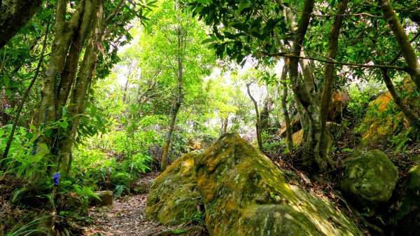 白石湖沒有百合花。晶片關稅2781580