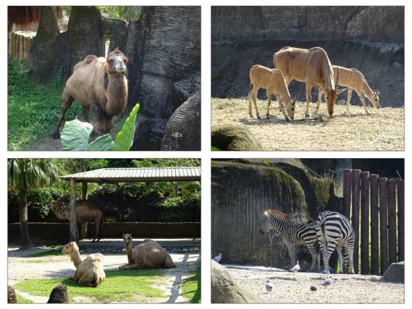 台北市動物園之旅1498052