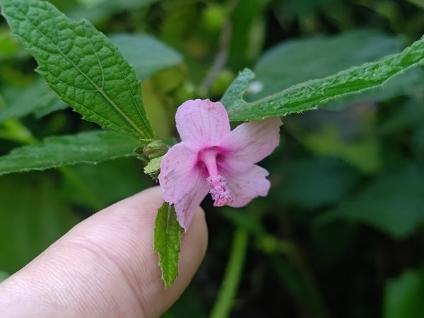 塘湖古道看到的花花草草2593943