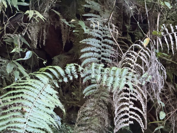 1141122特富野古道2995421